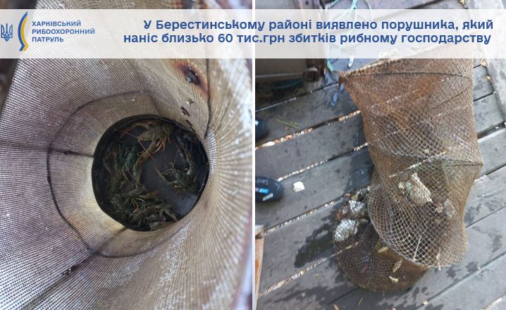 вилов раків